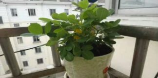 Як виростити арахіс на підвіконні