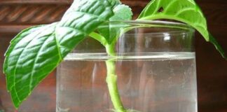 Експерти розповіли, як прискорити вкорінення живців