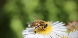 Садівник розповів, яким способом правильно садити квіти