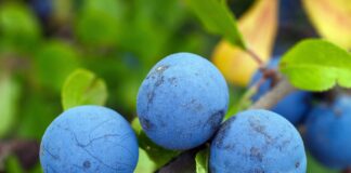 Городники розповіли про важливу дію з кісточковими деревами восени