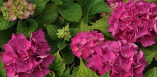 Дачники назвали 4 рослини, які треба обрізати у квітні 