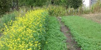 Як правильно організувати місце на городі: поради від досвідчених 