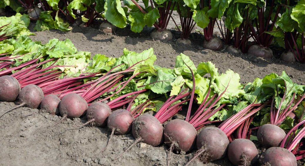 У спеку буряки гальмують ріст – додаю 2 ложки на 10 л і через 5 днів коренеплід починає наливатись 