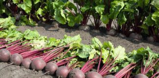 Городники розповіли, чим підживити буряки, якщо вони зупинилися в рості