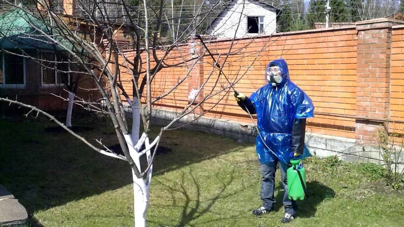 Садівники розповіли, чим зараз обробити дерева від моху і лишайників