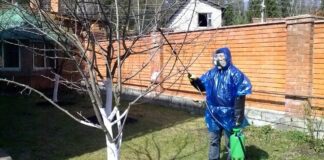 Садівники розповіли, чим зараз обробити дерева від моху і лишайників