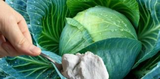 Як підживити капусту на позбутися шкідників