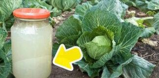 Ваша капуста розростеться розміром з кавун: чим підживити качани, аби вони родили по 8 кіло і не менше