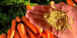 Як підживити моркву для багатого врожаю