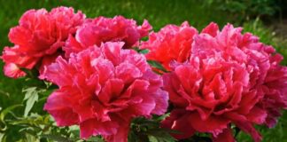 Що зробити з півоніями після цвітіння 