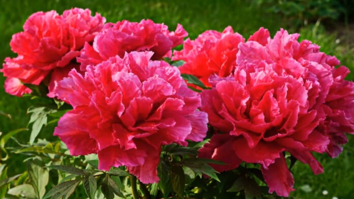 7 причин поганого цвітіння півоній в садку 