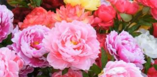 Як доглядати за півонією