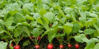 Який сорт редису краще обрати для посадки на городі: поради