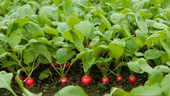 Який сорт редису краще обрати для посадки на городі: поради