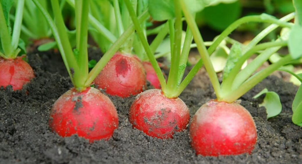 Ось чому не виходить виростити крупний та соковитий редис: 3 поради, які коштували моїм сусідам врожаю 