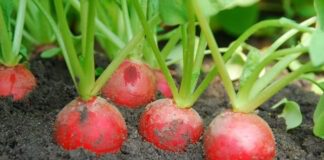 Три помилки городників, через які не росте редис