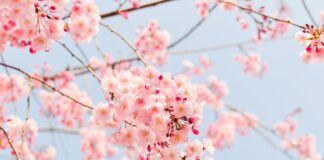 Езотерик назвав 5 дерев, які приваблюють вдачу в оселю