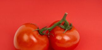 Городник назвав 2 найродючіші сорти помідорів: вибір 2024