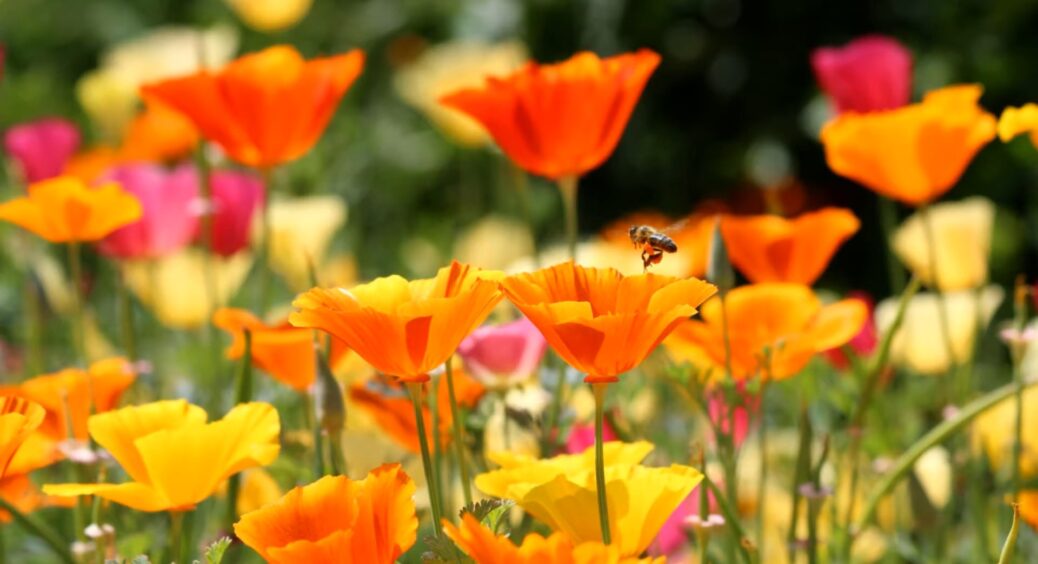 Ллє дощ, смажить сонце — а їм хоч би що: топ-10 рослин для ледачих або просто розумних садівників 