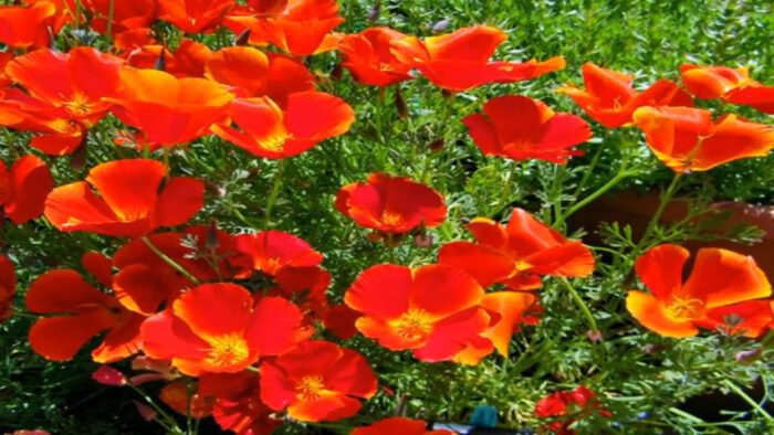 Експерти розповіли, які квіти можна сіяти прямо в ґрунт