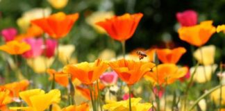 Експерти назвали садові рослини, яким не потрібен догляд