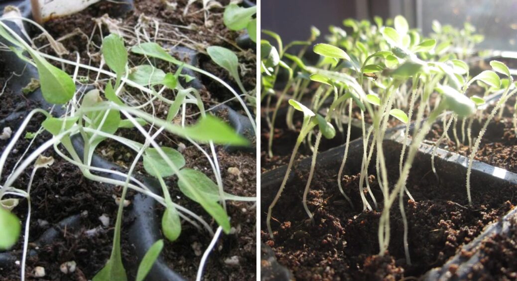 Додаю це в ґрунт перед посівом і розсада росте міцною та здоровою: крутий лайфхак від економної свекрухи 