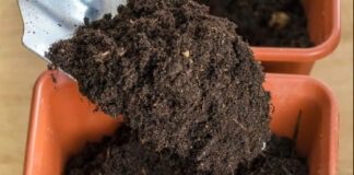 Чим підживити ґрунт після збору врожаю картоплі