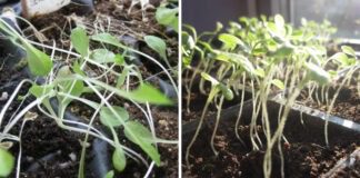 Ефективна підкормка для розсади