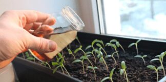 Як виростити низьку та рівну розсаду