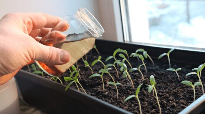 Як виростити низьку та рівну розсаду