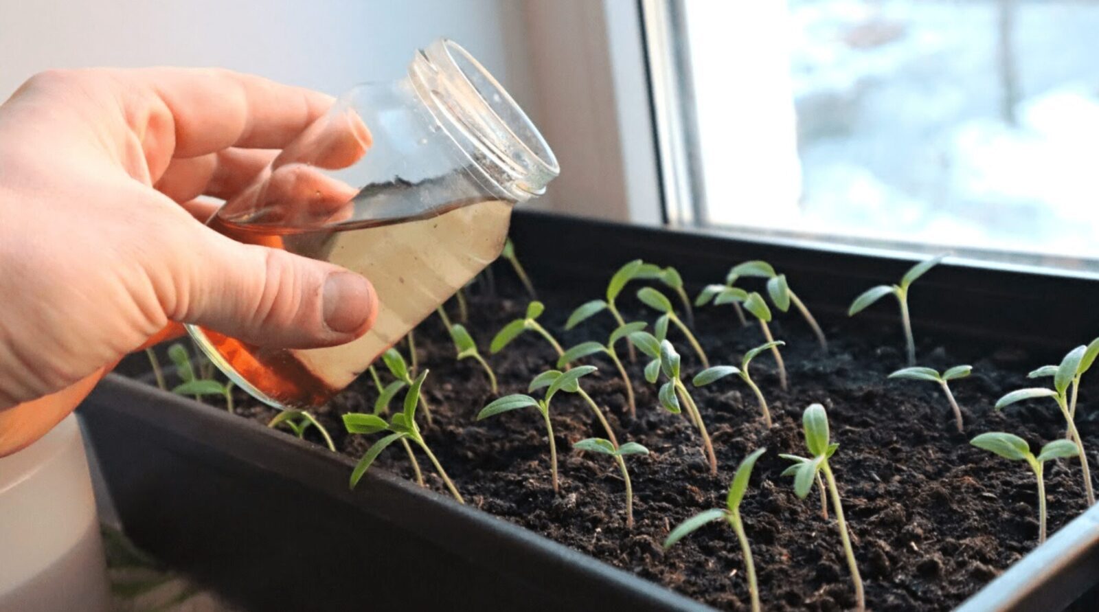Як виростити низьку та рівну розсаду