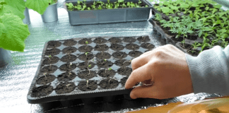 Посадково-посівний календар на весну 2024: сприятливі та неврожайні дні