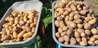 Зробіть так і збиратимете по відру картоплі з куща