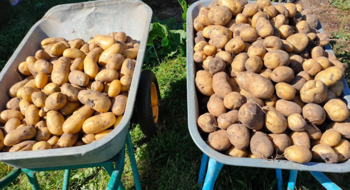 Відро картоплі з куща – реальність, але є 3 важливих нюанси: коли сіяти, яке насіння та на якій відстані 
