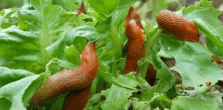 Експерти розповіли, як зробити антидот від навали слимаків на городі