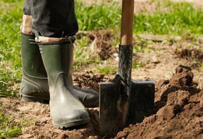 Городник розповів, як зберегти врожайність городу на 70-100 років Городник розповів, як зберегти врожайність городу на 70-100 років