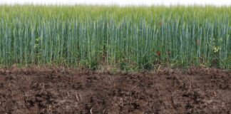 Городники розповіли. що внести в землю під висадку часнику