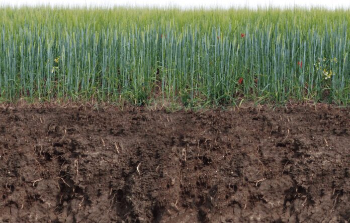 Городники розповіли. що внести в землю під висадку часнику