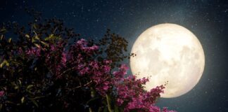 Експерти назвали 3 заборонених дні червня для робіт в саду і на городі