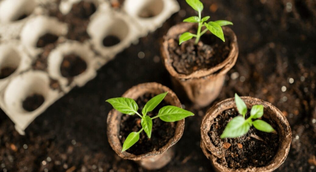 І не думайте відпочивати від городу в ці дні навесні: посівний календар на 15-31 березня та сприятливі дати 