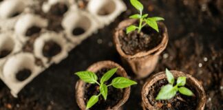 Посівний календар на 15-31 березня та сприятливі дати для робіт на городі