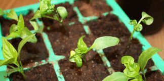 Найкраща натуральна підкормка для розсади томатів і перцю