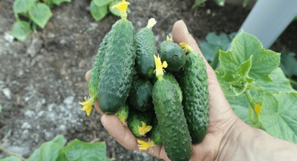 Ідеальні в банку на засолювання: 2 сорти огірків, які має посадити кожен дачник. У нас вся вулиця їх вибрала 