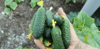 Експерти назвали родючий та невибагливий сорт огірків: кращий у 2024