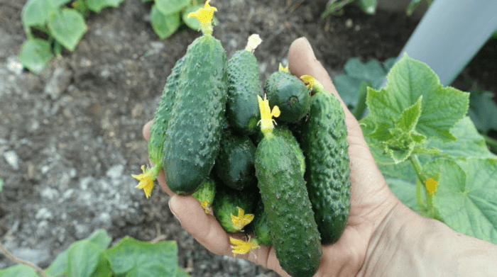 Садівники назвали найкращі сорти огірків для засолювання