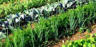 1 ложка на 10 літрів води – і шкідників вітром здує