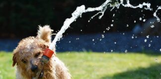 Садівник розповів, навіщо граблями вичісувати газон навесні