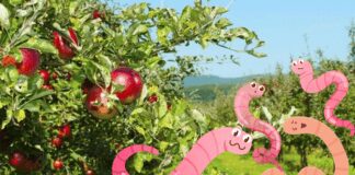 Садівник розповів, яка рослина відганяє черв'яків від плодових дерев