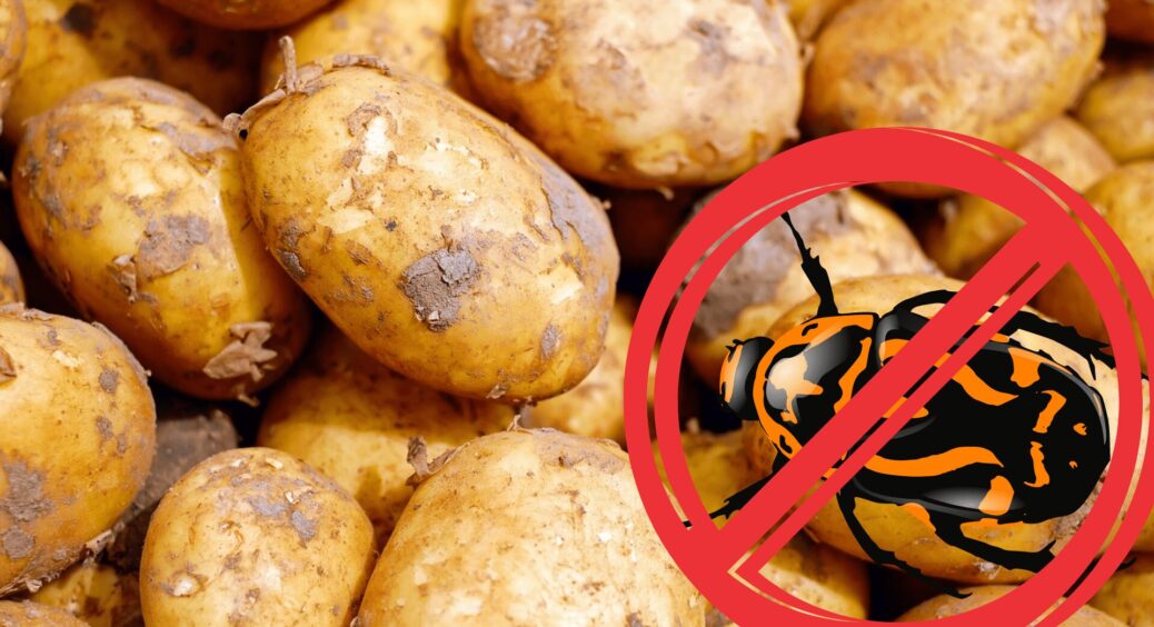 У сусідів навала колорадського жука, а в мене город чистенький і без шкідників: вивела нашестя квасолею 