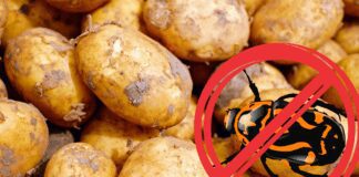 Городник розповів, як квасоля допоможе у боротьбі з колорадським жуком